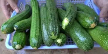 тиквички