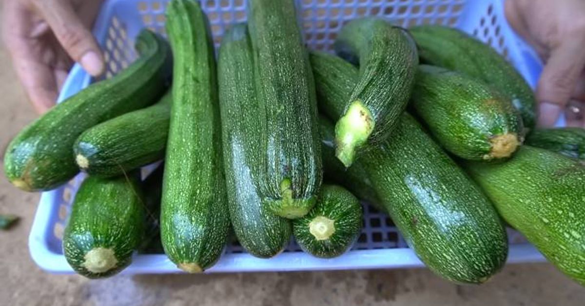 Лесно отглеждане на тиквички в щайги! Малко място - голяма реколта тиквички