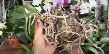 сухи корени