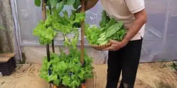 gradina na balkona