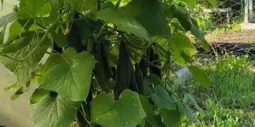 cucumbers