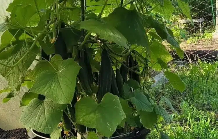 cucumbers