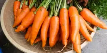 carrots