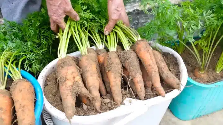 carrots