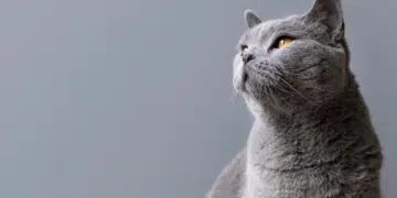 Защо котката отказва да се храни - инструкции 3