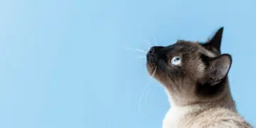 Грешки, които стопаните на котки правят и после съжаляват 1