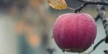 ябълка