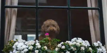 Ето кои цветя можете да засадите през месец март, за да имате най-хубавия балкон 5