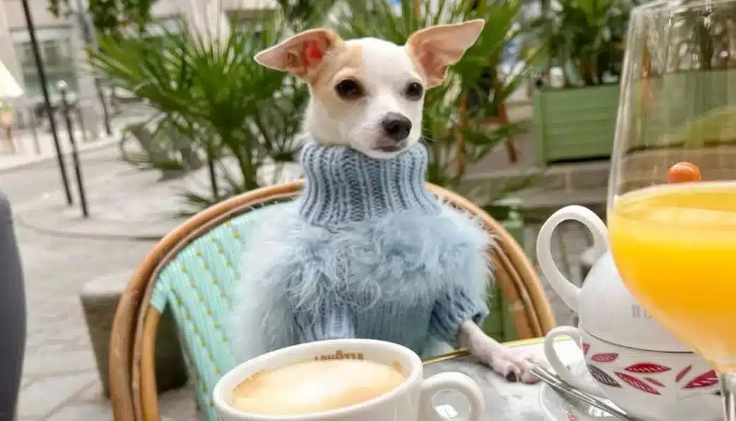Чихуахуа инфлуенсър живее супер луксозен живот – отсяда в 5 звездни хотели, ходи със скъпарски пуловери 2