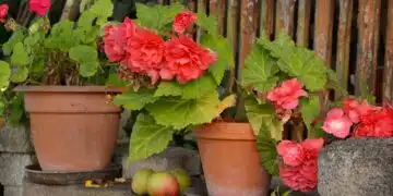 begonias