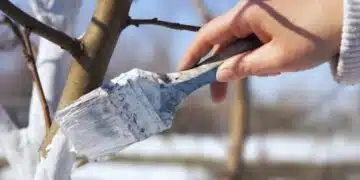 Ето кои средства ще Ви бъдат нужни, за да предпазите овощните дръвчета от болести 4