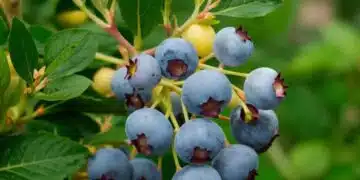 Ето как да подхраните и защитите боровинките 1