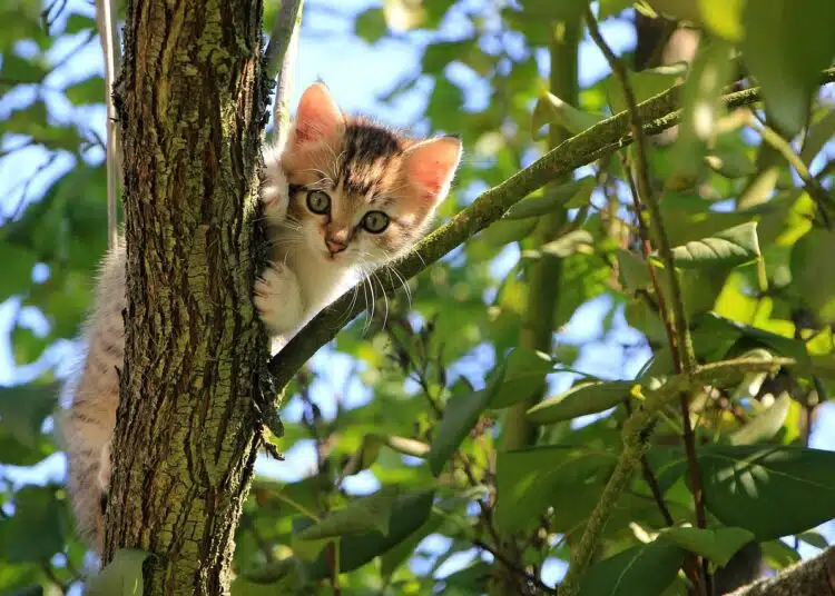 cat