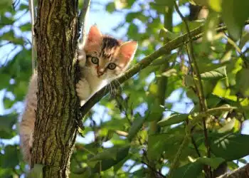 котка
