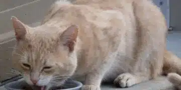 котка