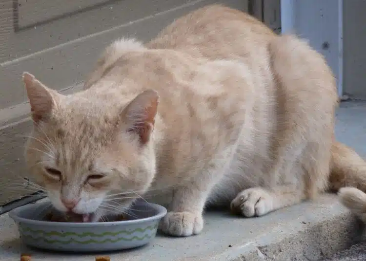котка