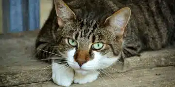 котка