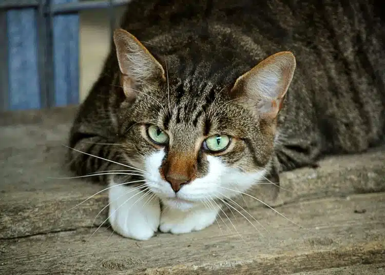 котка