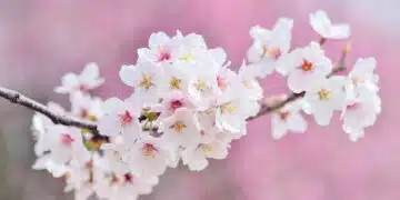 cherry-blossoms