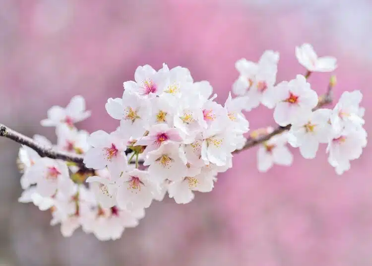 cherry-blossoms
