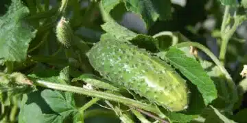 краставици