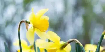 Ето как да подхраните нарцисите, за да имате богат цъфтеж 1
