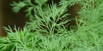копър