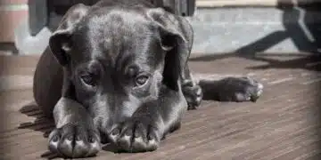 куче