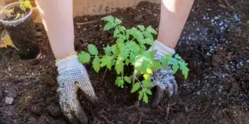 Ускорете растежа на доматите, с помощта на тези 4 неща 11