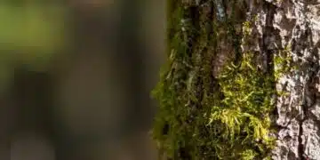 Няколко дървета никога не трябва да се засаждат едно до друго и защо 3