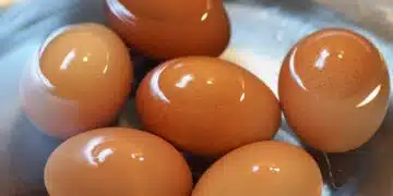 eggs