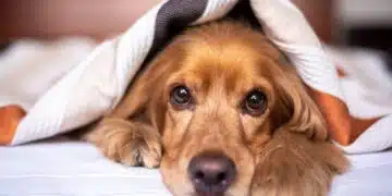 куче