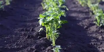 картофи