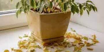 3 причини, поради които падат листата на фикуса 3