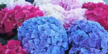 Ето как да накарате хортензията да цъфти още повече 14