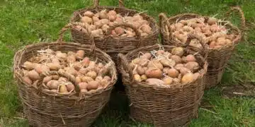 Кога е най-добре да засадите картофи-правила за богата реколта 14