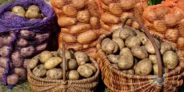 Ако засадиш картофите по тази система, ще имаш двойна реколта от големи картофи 2
