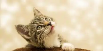 kitten