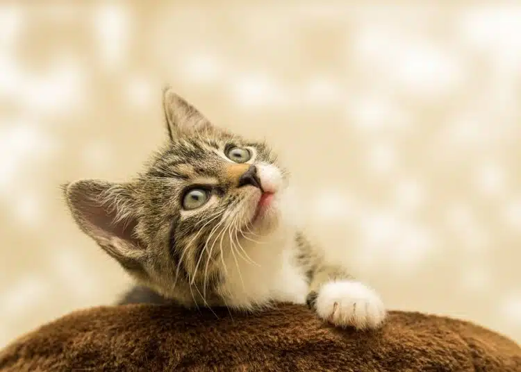 kitten