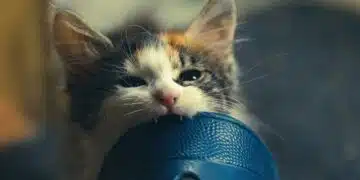 котка