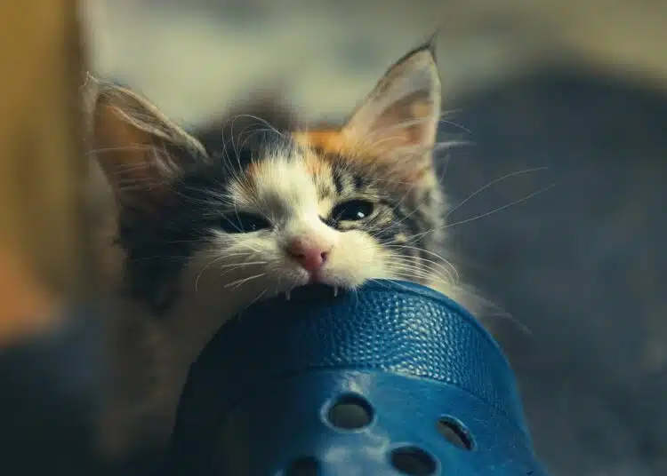 котка