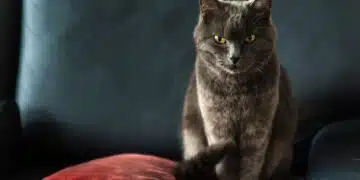 Как да почистите козината на котката у дома, бързо и лесно 5