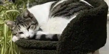 Реши се съдбата на котарака Жоро от пловдивската библиотека, който трогна цяла България 2