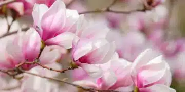 Как да изберем магнолия за градината? Ето няколко практични съвета: 11
