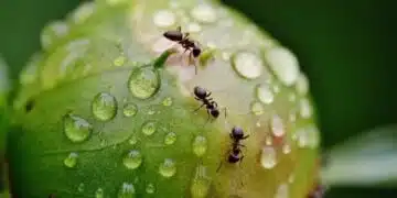 Лайфхак, с който ще предпазите дома си от насекомите 4