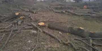 Варненец, който си позволи да отреже 80 дървета в имота си ще бъде глобен с до 10 хиляди лева! 1