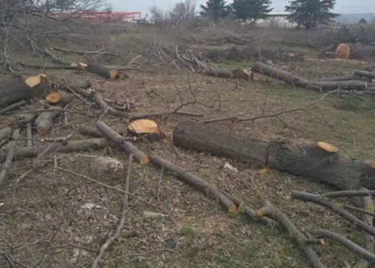 Варненец, който си позволи да отреже 80 дървета в имота си ще бъде глобен с до 10 хиляди лева! 1