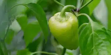 Ето на кои дати да посеете чуши за разсад, за да имате огромна реколта 13