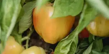 Ето до кои растения не трябва да засаждате чушки, за да не загине реколтата 3