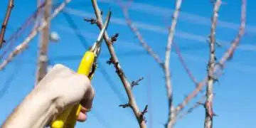 Как е необходимо да подрязвате сливовите дръвчета за добро развитие и огромна реколта 3